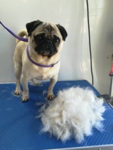 learn to groom short hair dogs